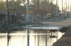 Legislation would direct FEMA to study use of codes in flood program